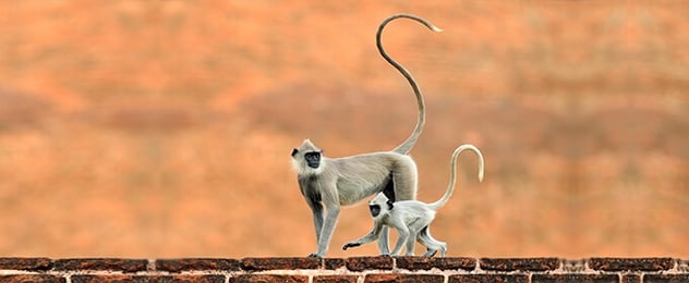 twee apen met lange staarten