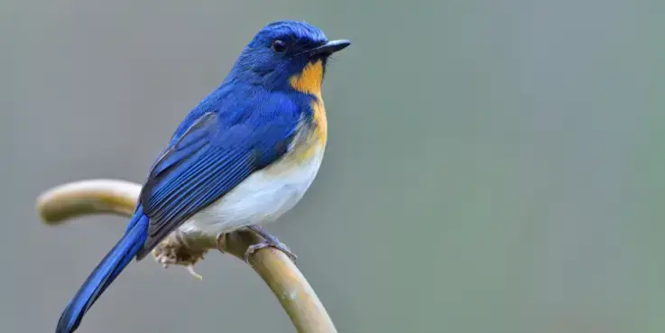 Afbeelding van een blauw vogeltje, vanwege Twitter-marketing