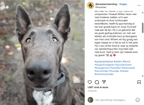 Instagram-post van Dierenbescherming Winschoten met een close-up van een herdershond genaamd Willem. De hond kijkt recht in de camera en draagt een halsband. Afbeelding wordt gebruikt in een adoptiecampagne met hashtags zoals #baasjegezocht en #adoptdontshop.