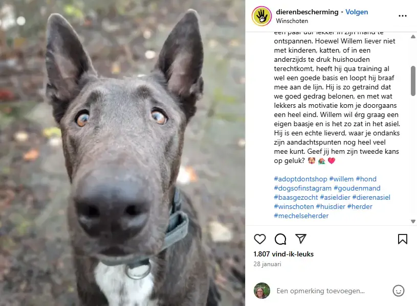 Instagram dierenbescherming post waar ze een baasje zoeken voor een hond